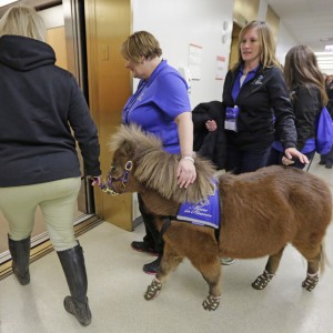 Horses in Hospitals